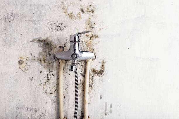 Best Affordable Mold Removal  in Mississippi State, MS