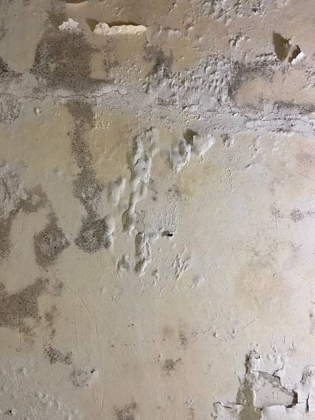 Best Emergency Mold Removal  in Mississippi State, MS
