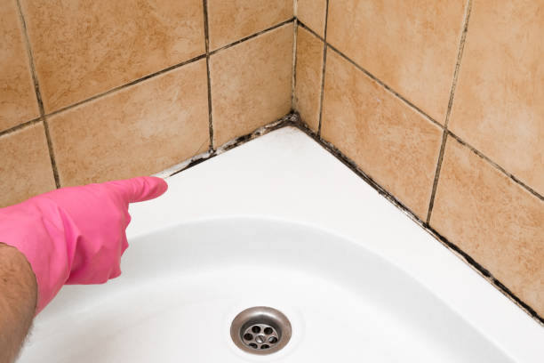 Attic Mold Removal in Mississippi State, MS